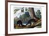 Duck-Billed Platypus, 1860-null-Framed Giclee Print