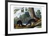 Duck-Billed Platypus, 1860-null-Framed Giclee Print