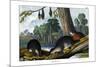 Duck-Billed Platypus, 1860-null-Mounted Giclee Print