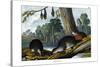 Duck-Billed Platypus, 1860-null-Stretched Canvas