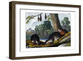 Duck-Billed Platypus, 1860-null-Framed Giclee Print