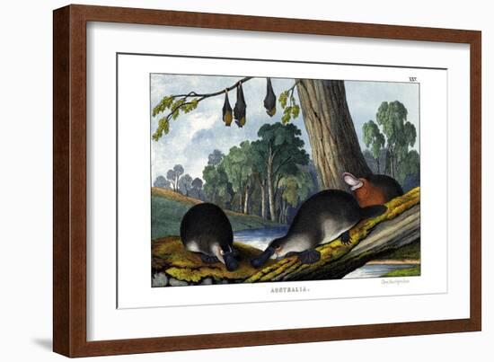 Duck-Billed Platypus, 1860-null-Framed Giclee Print