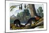 Duck-Billed Platypus, 1860-null-Mounted Giclee Print