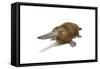 Duck-Billed Platypus on White Background-null-Framed Stretched Canvas