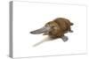 Duck-Billed Platypus on White Background-null-Stretched Canvas