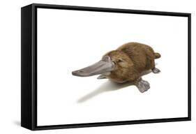 Duck-Billed Platypus on White Background-null-Framed Stretched Canvas