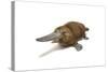 Duck-Billed Platypus on White Background-null-Stretched Canvas