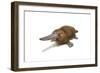 Duck-Billed Platypus on White Background-null-Framed Premium Giclee Print