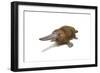 Duck-Billed Platypus on White Background-null-Framed Premium Giclee Print