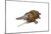 Duck-Billed Platypus on White Background-null-Mounted Premium Giclee Print