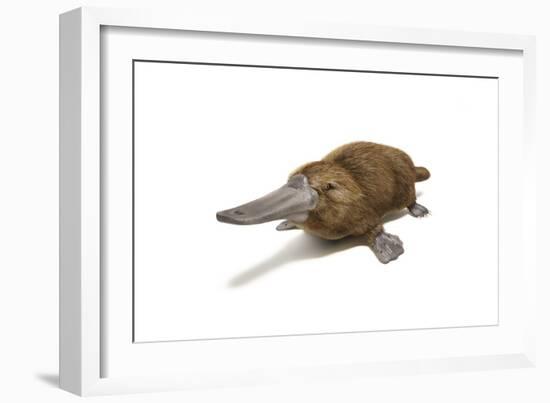 Duck-Billed Platypus on White Background-null-Framed Art Print