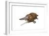 Duck-Billed Platypus on White Background-null-Framed Art Print