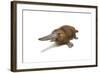 Duck-Billed Platypus on White Background-null-Framed Art Print