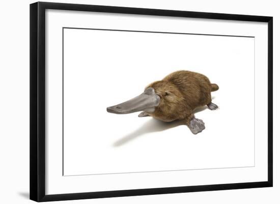 Duck-Billed Platypus on White Background-null-Framed Art Print