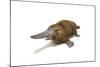 Duck-Billed Platypus on White Background-null-Mounted Art Print