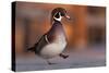 Duck Danse-Andre Villeneuve-Stretched Canvas