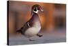 Duck Danse-Andre Villeneuve-Stretched Canvas