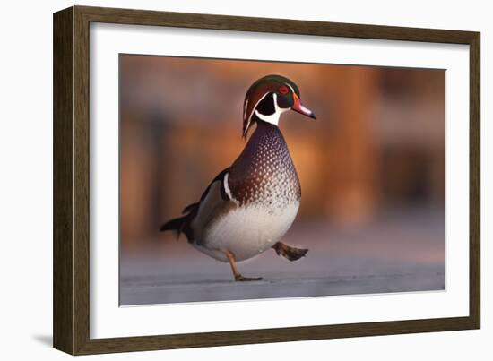 Duck Danse-Andre Villeneuve-Framed Photographic Print