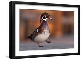 Duck Danse-Andre Villeneuve-Framed Photographic Print