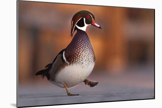 Duck Danse-Andre Villeneuve-Mounted Photographic Print