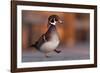 Duck Danse-Andre Villeneuve-Framed Photographic Print