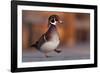 Duck Danse-Andre Villeneuve-Framed Photographic Print