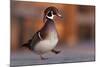 Duck Danse-Andre Villeneuve-Mounted Photographic Print