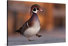 Duck Danse-Andre Villeneuve-Stretched Canvas