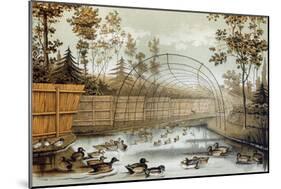 Duck Decoy in Operation Entrance-null-Mounted Art Print