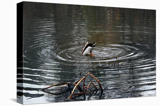 Duck Diving into Pond-null-Stretched Canvas