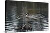Duck Diving into Pond-null-Stretched Canvas