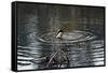 Duck Diving into Pond-null-Framed Stretched Canvas