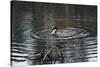 Duck Diving into Pond-null-Stretched Canvas