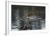 Duck Diving into Pond-null-Framed Photo