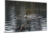 Duck Diving into Pond-null-Mounted Photo