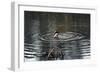 Duck Diving into Pond-null-Framed Photo