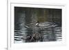 Duck Diving into Pond-null-Framed Photo