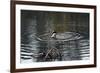 Duck Diving into Pond-null-Framed Photo