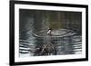 Duck Diving into Pond-null-Framed Photo