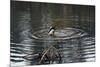 Duck Diving into Pond-null-Mounted Photo