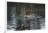 Duck Diving into Pond-null-Framed Photo