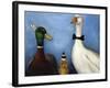 Duck Duck Goose-Leah Saulnier-Framed Giclee Print