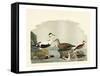 Duck Family I-A Wilson-Framed Stretched Canvas