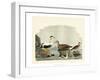 Duck Family I-A Wilson-Framed Art Print