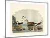 Duck Family I-A Wilson-Mounted Art Print