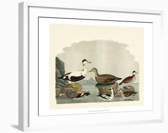 Duck Family I-A Wilson-Framed Art Print