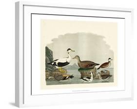 Duck Family I-A Wilson-Framed Art Print