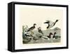 Duck Family II-A Wilson-Framed Stretched Canvas