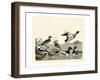 Duck Family II-A Wilson-Framed Art Print