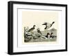 Duck Family II-A Wilson-Framed Art Print